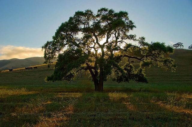 4 Day Art of Breathwork for Wellness & Stress Reduction, CA, US