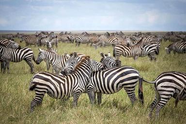 4 День Serengeti Hot Air Balloon Safari в Танзании, Африка