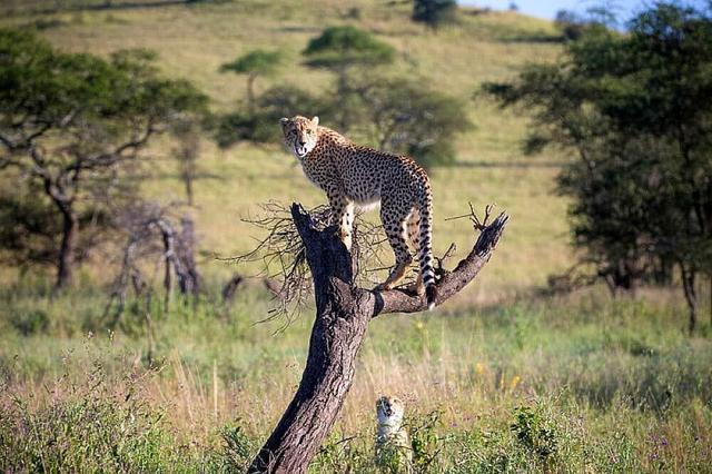 5 Day Safari to Tarangire, Lake Manyara, & Ngorongoro, Africa