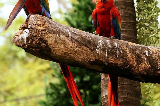 8 Day 'Jungle Vibes' 2025 Retreat in Magical Peru