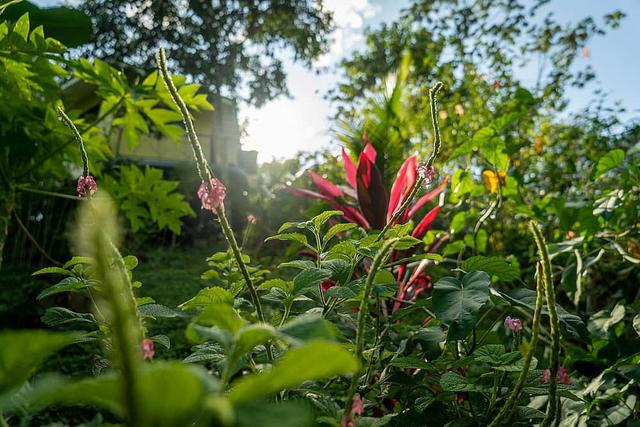 7 Day Ayurveda Cooking Immersion: Food Alchemy in Costa Rica