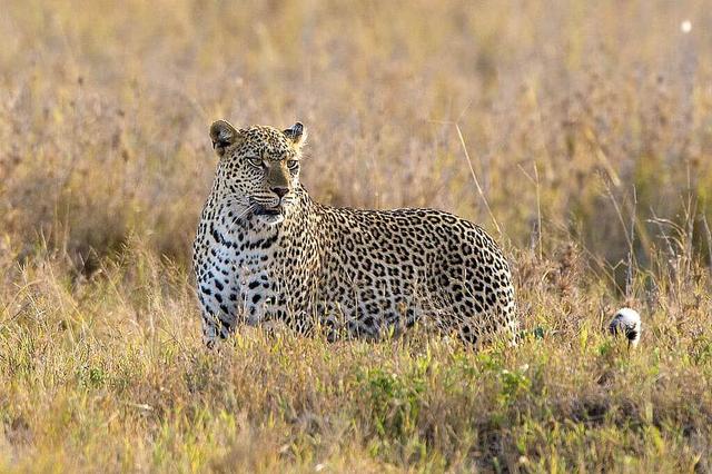 8 Safari Hari ke Taman Nasional Ngorakoro dan Serengeti, Afrika