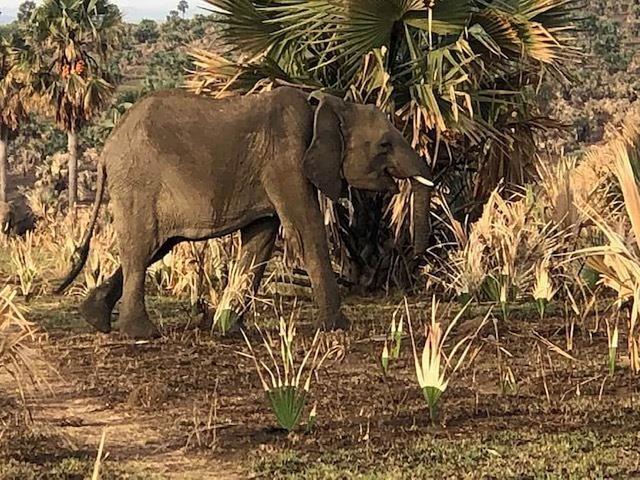 8 Day Private or Group Yoga and Safari Retreat in Kampala, Uganda