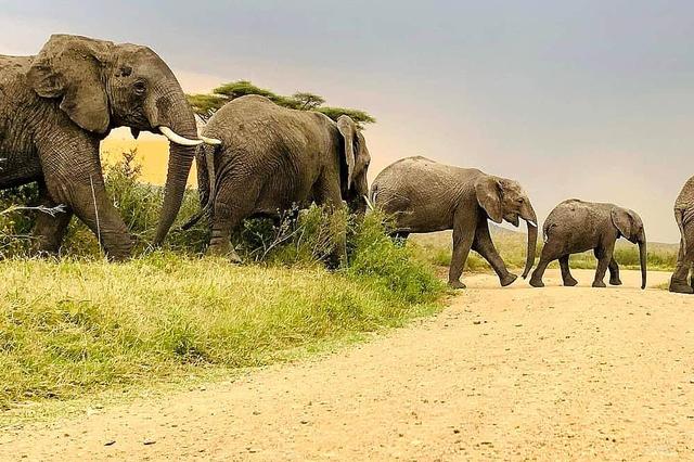 4 Day Serengeti Hot Air Balloon Safari in Tanzania, Africa